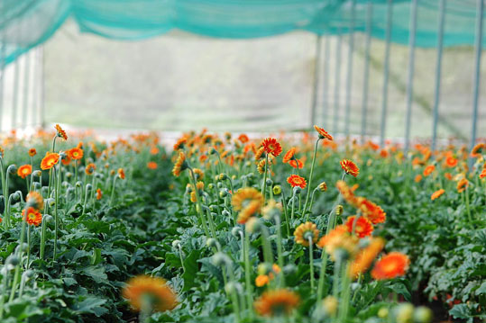 gerbera-coir-disk_4.jpg