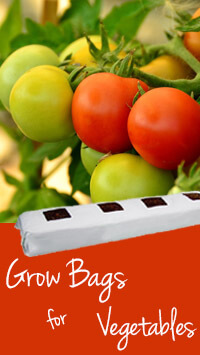 grow bag vegetables